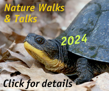 2024 Walks & Talks