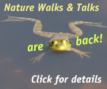 Nature Walks & Talks